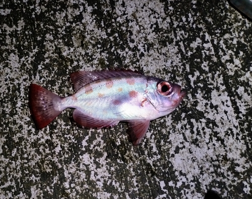 ゴマヒレキントキの釣果