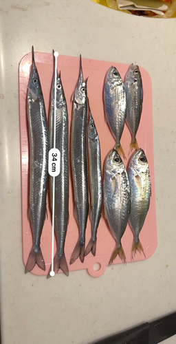 アジの釣果