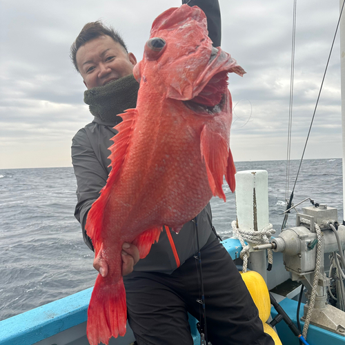 ベニアコウの釣果