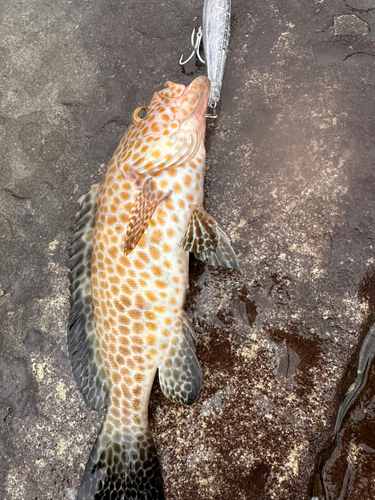 オオモンハタの釣果