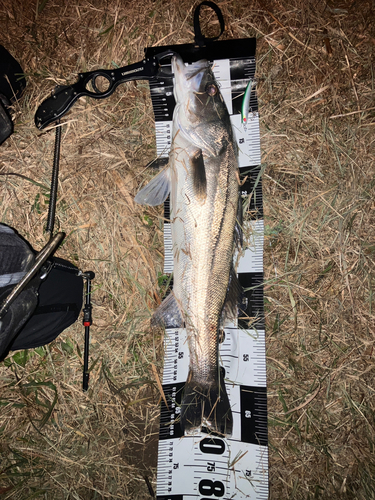 シーバスの釣果