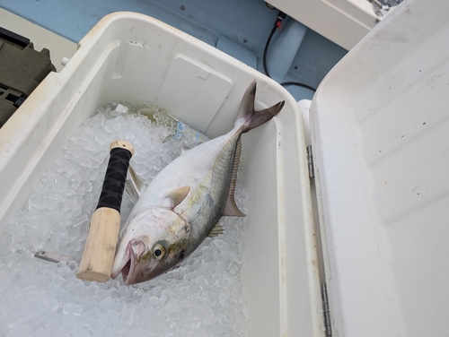 カンパチの釣果