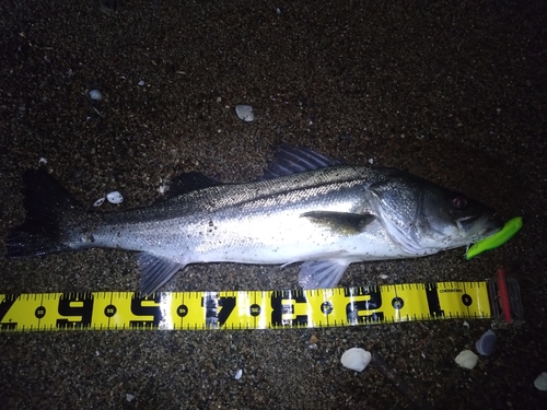 スズキの釣果