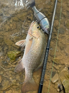 ゴマフエダイの釣果