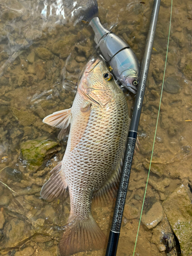 ゴマフエダイの釣果