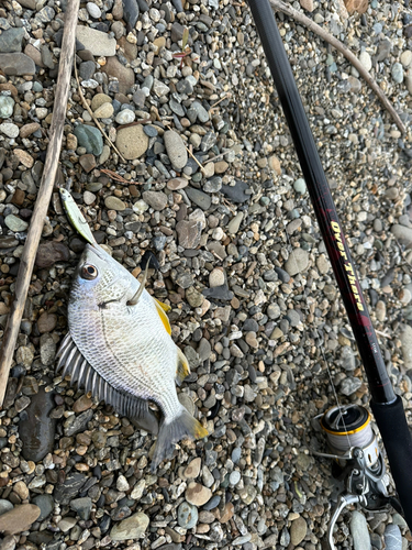 キビレの釣果