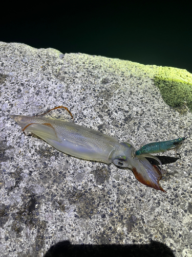 ヤリイカの釣果