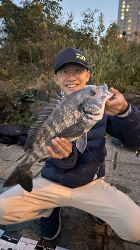 クロダイの釣果