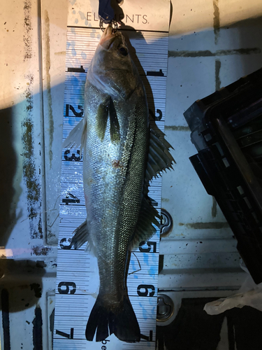 シーバスの釣果