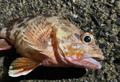 カサゴの釣果