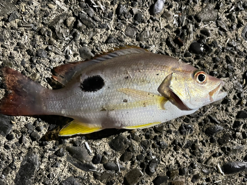 クロホシフエダイの釣果