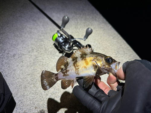 メバルの釣果