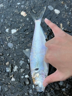 コノシロの釣果