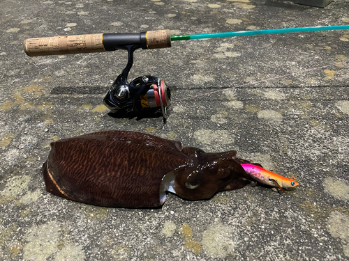 コウイカの釣果