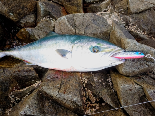 イナダの釣果