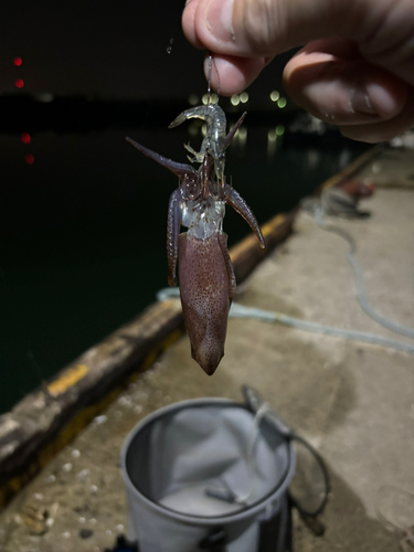 ヒイカの釣果