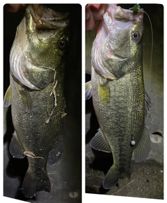 ブラックバスの釣果