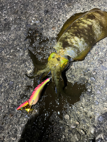 アオリイカの釣果