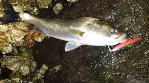 シーバスの釣果