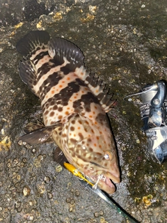 アコウの釣果