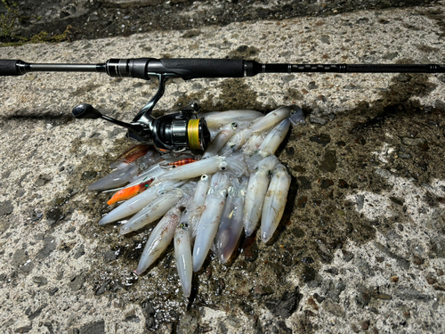 マメイカの釣果