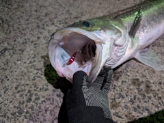 マルスズキの釣果