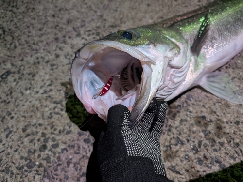 マルスズキの釣果