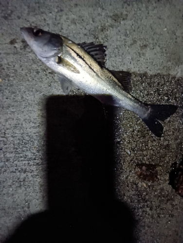 アナゴの釣果