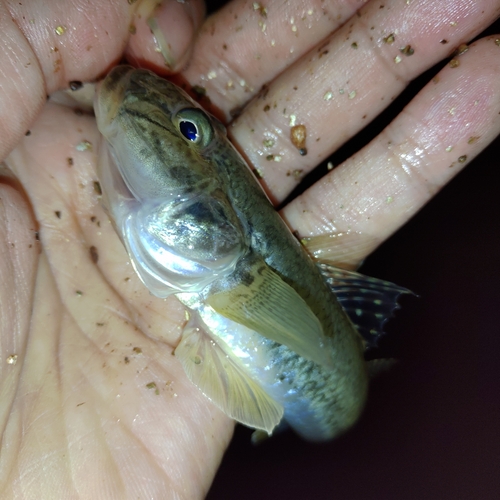 ハゼの釣果