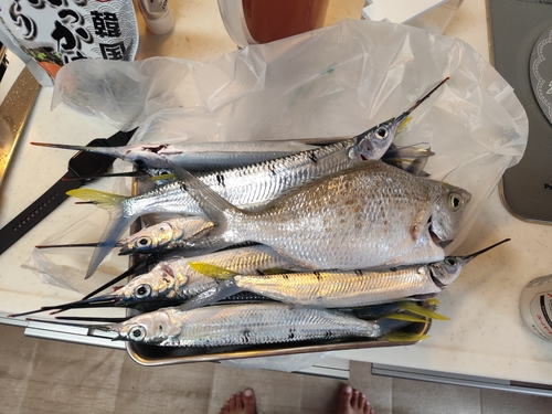 サヨリの釣果