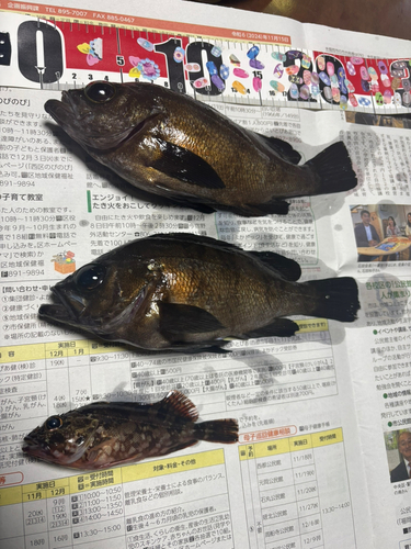 メバルの釣果