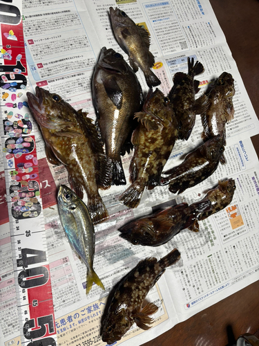 メバルの釣果