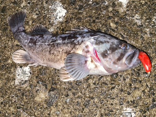 クロソイの釣果