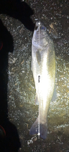 シーバスの釣果