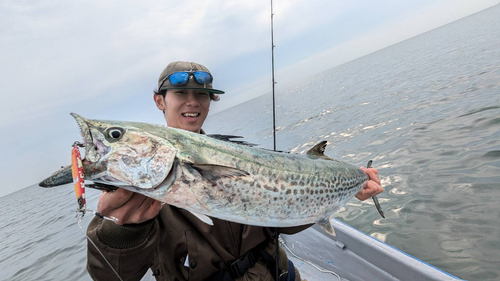 サワラの釣果