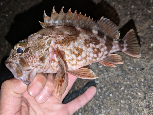 カサゴの釣果