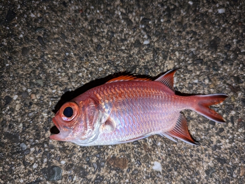 新居海釣公園