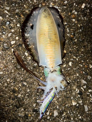 アオリイカの釣果