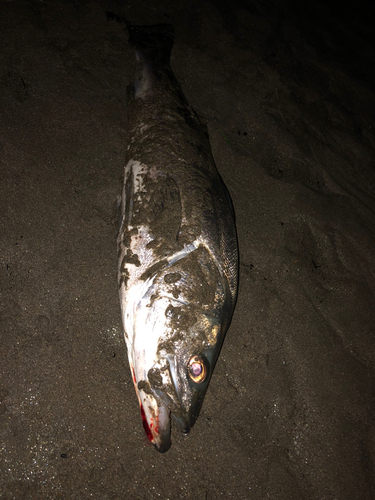 セイゴ（タイリクスズキ）の釣果