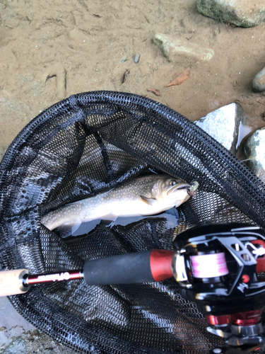 イワナの釣果