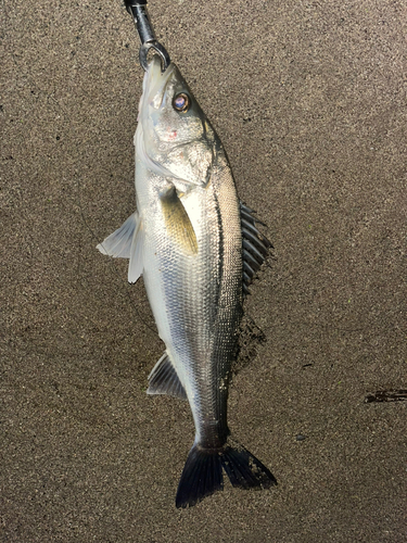 スズキの釣果