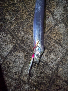 タチウオの釣果