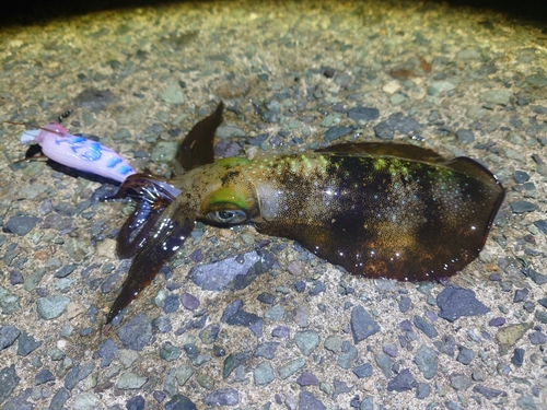 アオリイカの釣果