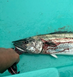 サワラの釣果