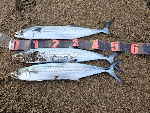 サゴシの釣果