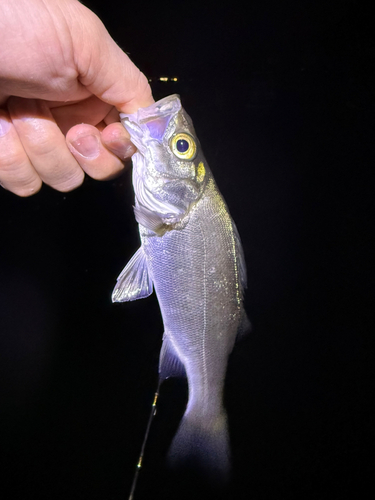 セイゴ（ヒラスズキ）の釣果