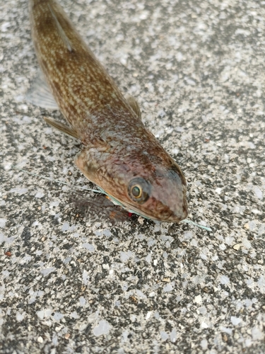 エソの釣果