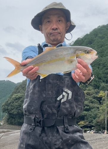 ハマチの釣果