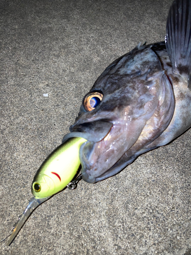 クロソイの釣果