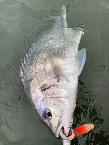 キビレの釣果